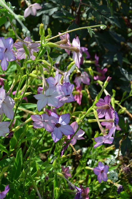Nicotiana x sanderae 'Perfume bleu'